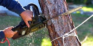 Best Tree Preservation Services  in Ranson, WV