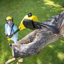 Best Hedge Trimming  in Ranson, WV