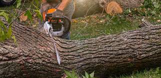 Best Arborist Consultation Services  in Ranson, WV