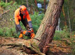 How Our Tree Care Process Works  in  Ranson, WV