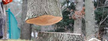 Best Emergency Tree Removal  in Ranson, WV