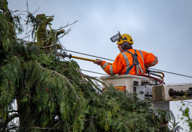 Best Tree Trimming and Pruning  in Ranson, WV
