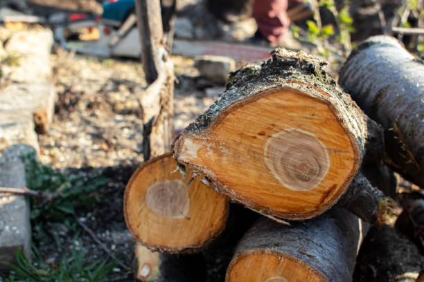 Best Tree Cabling and Bracing  in Ranson, WV
