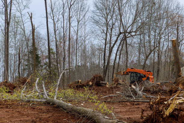Best Tree Mulching  in Ranson, WV