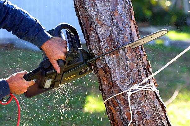 Best Utility Line Clearance  in Ranson, WV