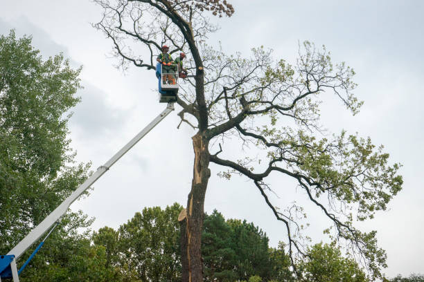 Seasonal Cleanup (Spring/Fall) in Ranson, WV