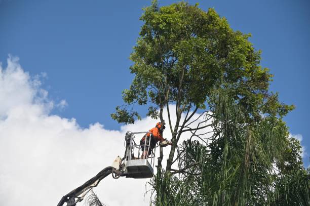 Best Tree Maintenance Programs  in Ranson, WV