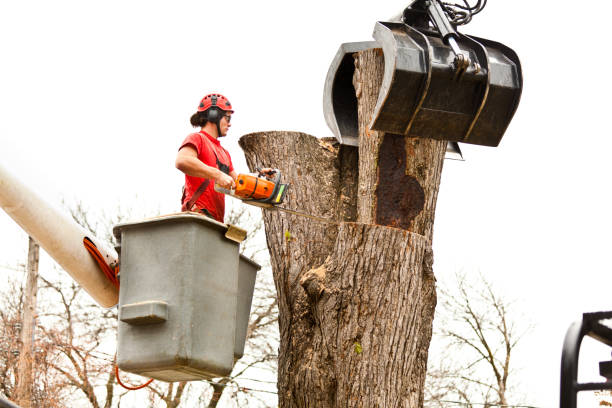 Trusted Ranson, WV Tree Care Experts