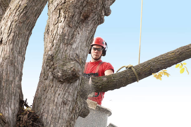Tree and Shrub Care in Ranson, WV